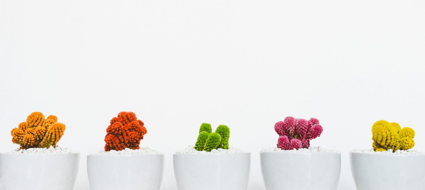 Row of colourful cacti in white pots against a white wall